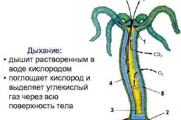 Vk8 at кракен